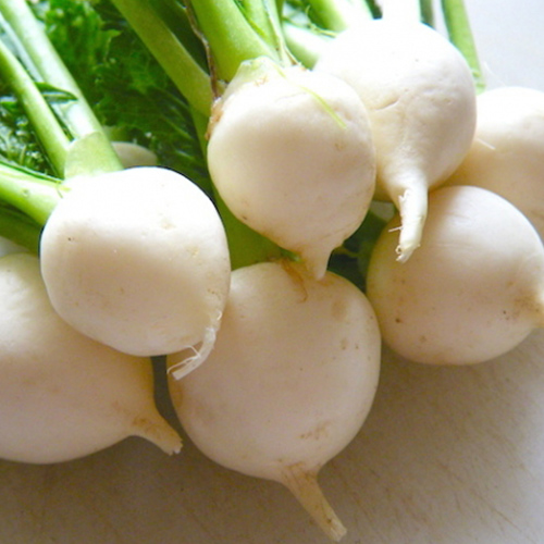 山内かぶらを使って日本カブの大切さを知る会