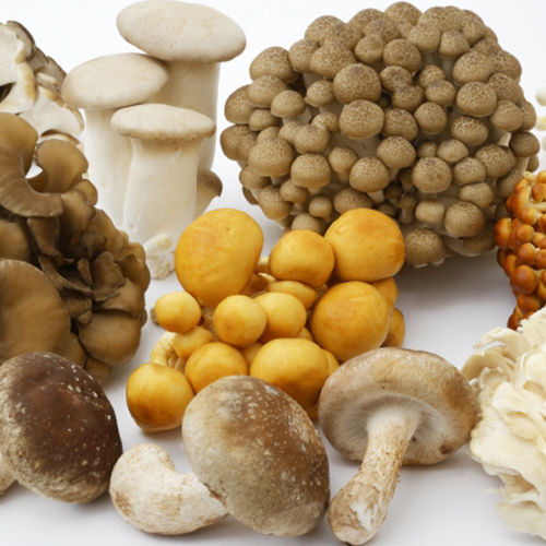 岩手県 長根商店 きのこの素晴らしさを知る会